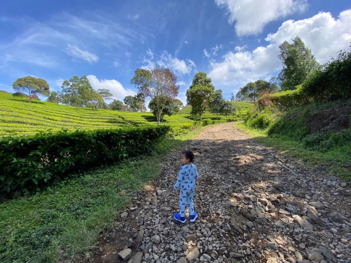 Di Kebun Teh Sukawana, Lembang. Sumber: dokumentasi pribadi.