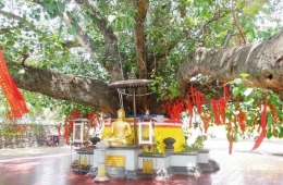 Percabangan bawah pohon Bodhi di Watu Gong (Dok Ibu Suprihati))