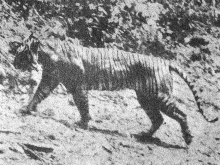 Foto Harimau Jawa di alam liar yang diabadikan tahun 1938 oleh  Hoogerwerf di Ujung Kulon. Sumber gambar: wikimedia.org