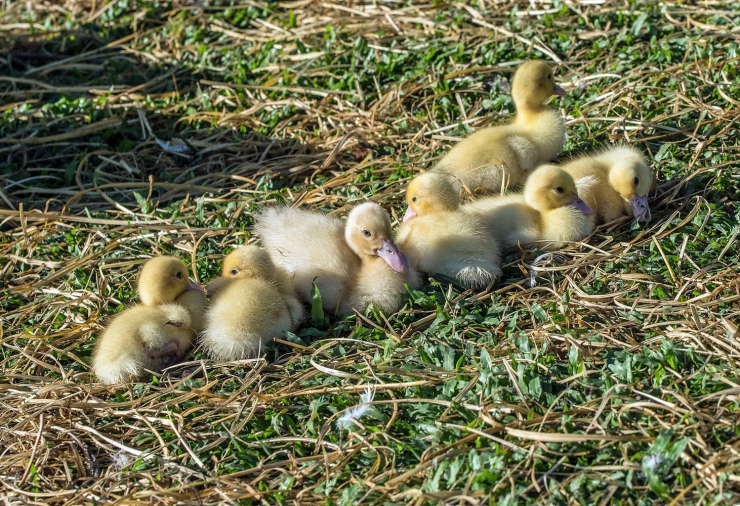 Jangankan satu bebek, seribu bebek nanti bisa saya bawakan untuk Baginda Raja (ilustrasi: unsplash.com/David Clode)