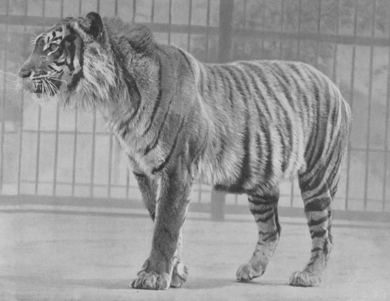 Harimau Jawa di sebuah Kebun binatang di London, foto sebelum tahun 1940. Sumber gambar: F.W. Bond/wikimedia.org
