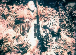 Seekor Harimau Jawa berukuran besar yang ditembak di daerah perkebunan Banyuwangi tahun 1957. Sumber gambar: Facebook Javan Tiger Center
