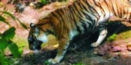 Sosok diklaim Harimau Jawa yang berhasil diabadikan warga di pinggiran hutan di Jawa, September 2018. Sumber gambar: Peduli Karnivor Jawa/kompas.com