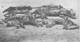 Harimau Jawa dan macan tutul/kumbang dikorbankan dalam tradisi Rampogan Macan di Kediri, foto sekitar tahun 1900. Sumber gambar: wikimedia org