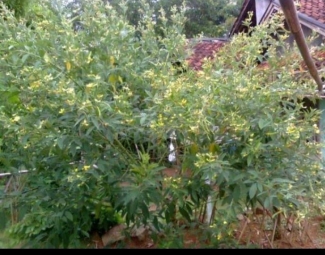 Menu Hemat Di Masa Pandemi Yuk Cobain Sambal Hiris Halaman 1 Kompasiana Com