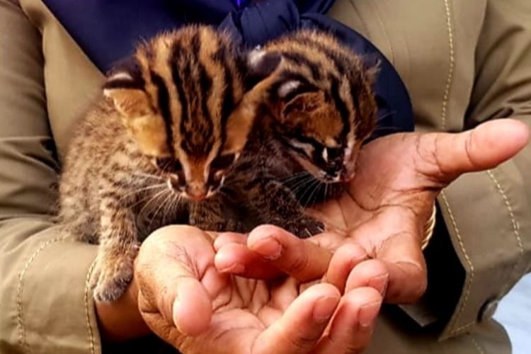 Dua ekor bayi kucing hutan yang dirawat di kandang transit BBKSDA Riau, Selasa (18/2/2020). (Dok. BBKSDA Riau)