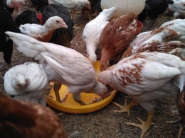 Ayam Jowo Persilangan (Joper) atau disebut juga ayam sudah persilangan (Super)/starfarm.co.id