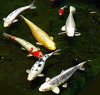 Koi (sumber: http://akuariumhias.blogspot.com/)