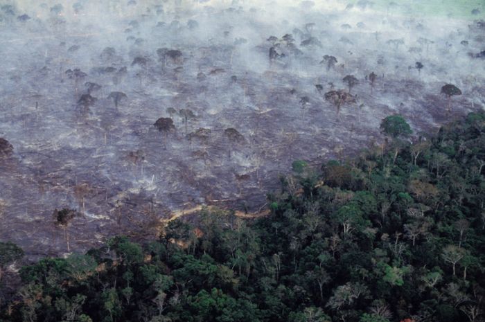 Kondisi Hutan Amazon, Sumber: National Geographic