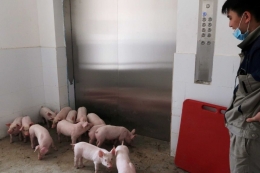 Apartemen babi dilengkapi dengan elevator. Photo: Reuters/ Dominique Patton 