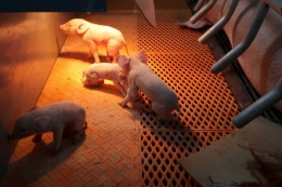 Babi hidup nyaman di apartemen. Photo: Reuters/ Dominique Patton