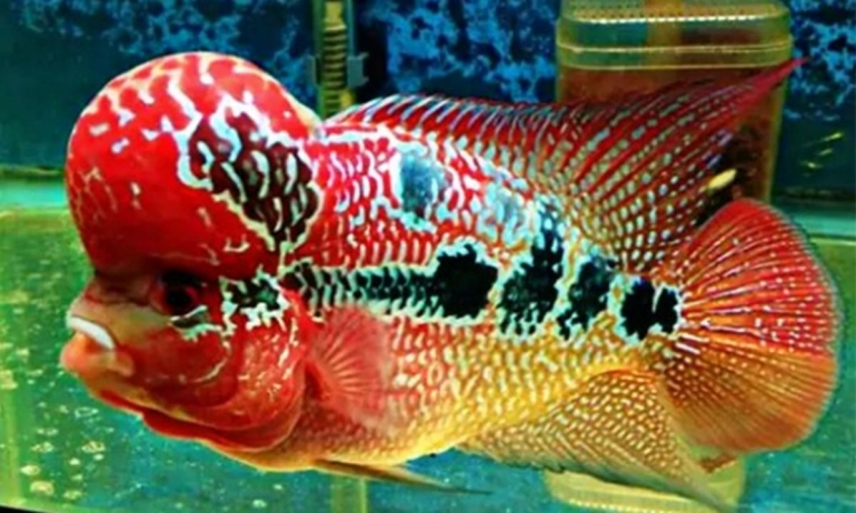 Ikan Louhan (sumber: cermati.com)