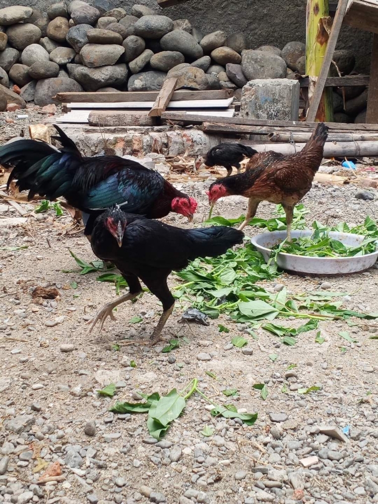 Ayam Kampung (Dok Dedy Rohman)