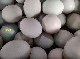 Telur Itik Biasa | Dokumentasi pribadi @kaekaha
