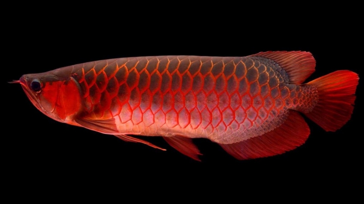 Ikan Arwana (sumber: medium.com)