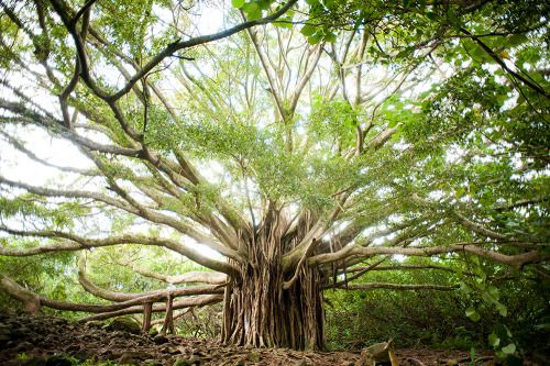 Pohon beringin tua, dipercaya simbol kehidupan Nunusaku. Sumber: https://budaya-indonesia.org/