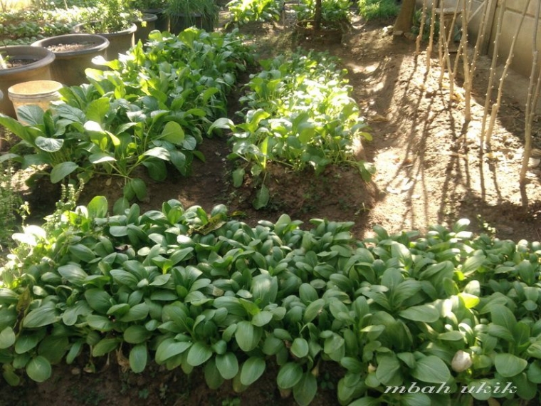 Petik setangkup sawi caishim atau pakchoi. Dokumen pribadi