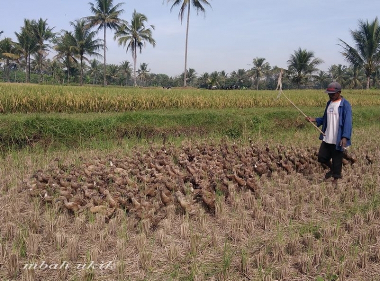 Menggembala bebek. (Foto Dokumentasi Pribadi/Mbah Ukik)
