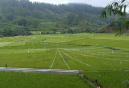 Hamparan padi sawah di Desa Serdang, dengan latar belakang gugusan bukit TN. Bukit Barisan di sebelah Timur