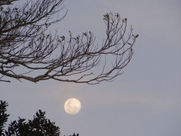 Iluatrasi Bulan di pagi hari (sumber gambar : pixabay.com)