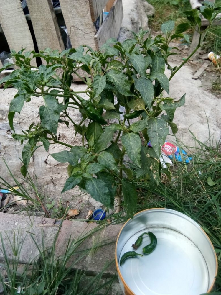 Tanaman  Cabe yang  Tumbuh  Sendiri  di Halaman sebagai   Tanaman  Cabe yang  Tumbuh  Sendiri  di Halaman sebagai