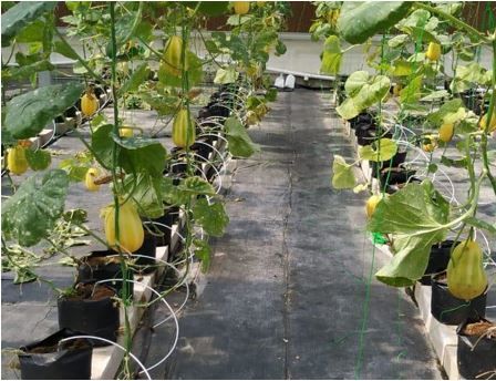 Gambar 1. Penerapan Drip Irrigation Pada Hidroponik Melon Premium | dokpri