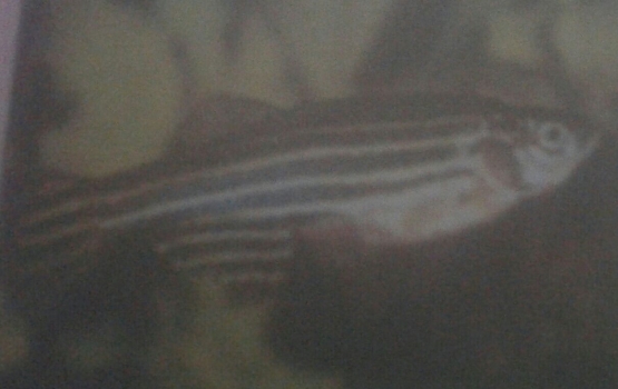 Foto Ikan Zebra (Dokumentasi Pribadi)