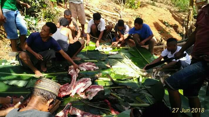 Aktivitas menyembelih babi hasil buruan di Desa Wangkung, Manggarai Barat, Flores (Dok. Guido đe Arisso)