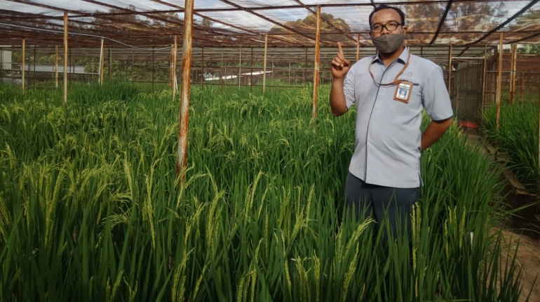 Peneliti Pemuliaan Tanaman Padi Bapak Khairul Yusuf tengah menjelaskan karakterikstik padi di lahan ini (dokpri)