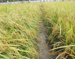 Gambar 1. Penampakan padi varietas Agro Pawan (Sumber: Distanak Kab.Ketapang)