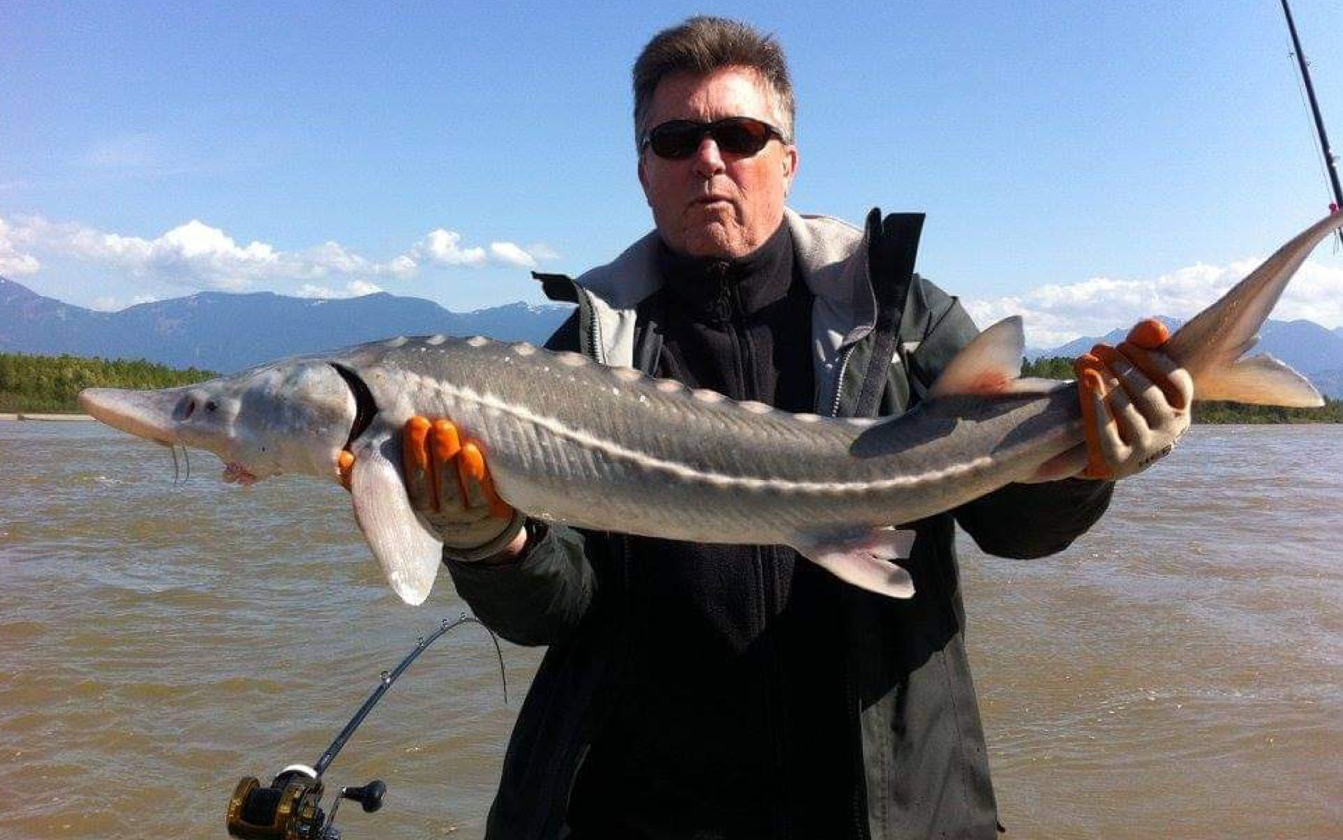 Dokpri. Strike Kedua Ikan Sturgeon