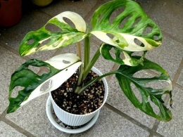 Monstera Adansonii variegata atau yang biasa disebut sebagai tanaman Janda Bolong. | (pikiran-rakyat.com)