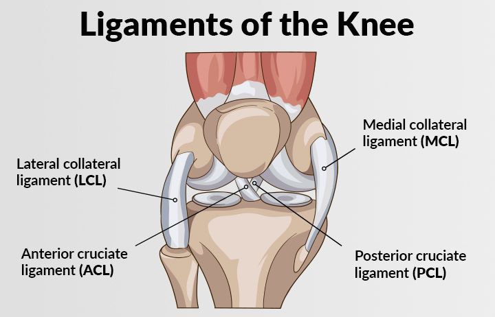 Anatomi ligamen pada lutut kaki manusia. | Foto: pthealth.ca