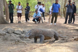 Komodo di kawasan Taman Nasional Komodo, Labuan Bajo, Manggarai Barat, NTT, Minggu, (13/9/2020). (HANDOUT/BOPLBF)