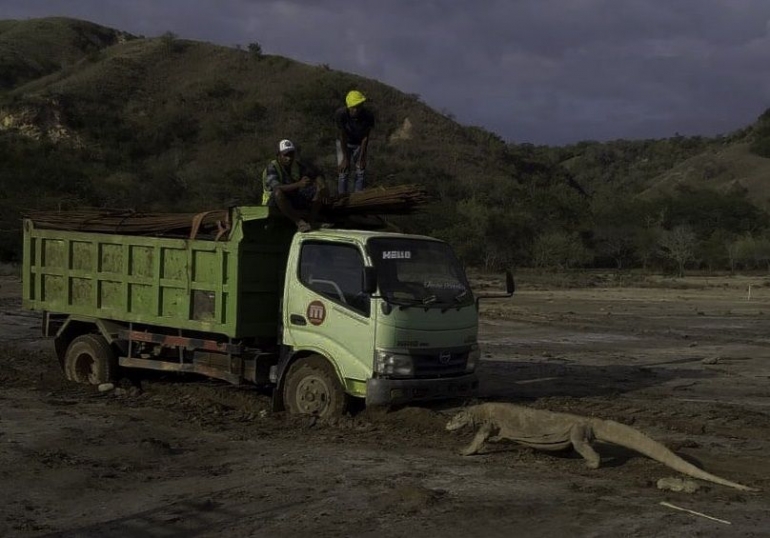 Foto yang viral di media sosial ini mengesankan proyek pembangunan di pulau Rinca merusak habitat alami komodo (foto: twitter/@KawanBaikKomodo)