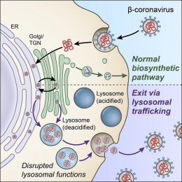 Perbedaan jalur fungsi normal lisosom dengan jalur pelarian keluar sel virus corona (nih.gov).