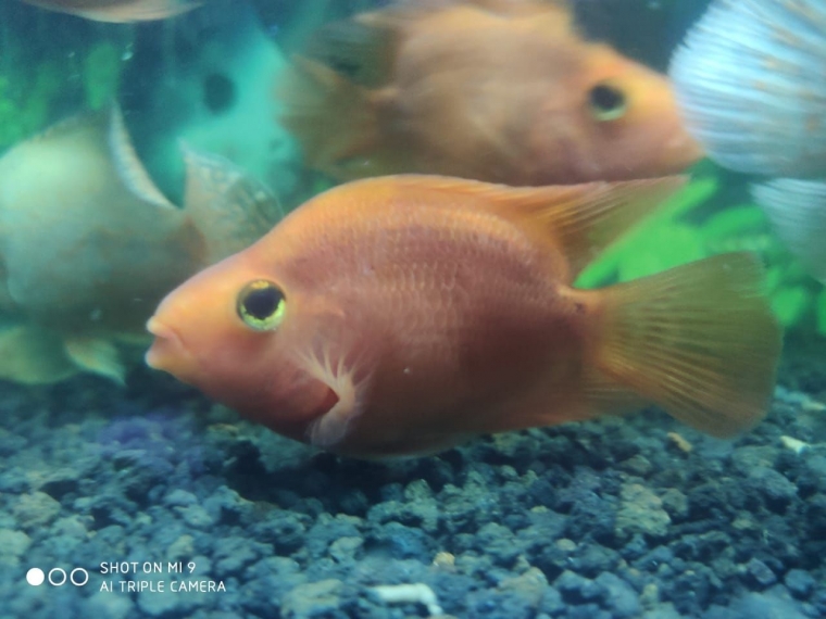 Salah satu ikan parrot yang kubeli seharga 40.000 rupiah, Sumber: Dokumentasi pribadi