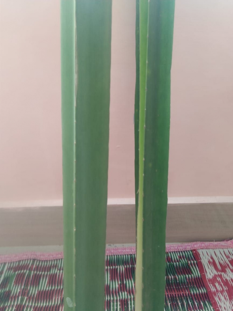 Daun Bengkuang (dokpri)