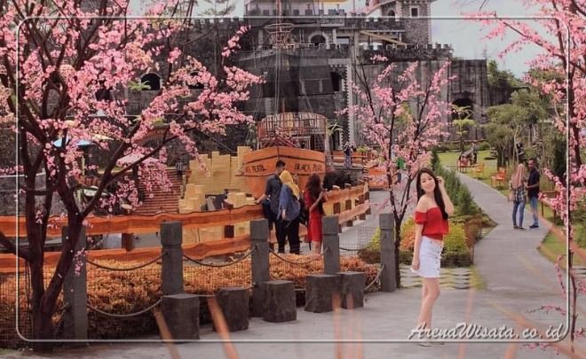Taman bunga sakura Jogja/Sumber: arenawisata.co.id