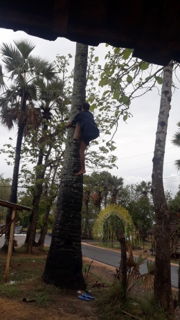 Dengan cekatan, Pak Suradin memanjat pohon siwalan untuk mengambil hasil sadapannya. | Foto: Wahyu Sapta.