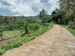 Jalan menuju Sawah Desa Jimbaran (Dokumen Pribadi)