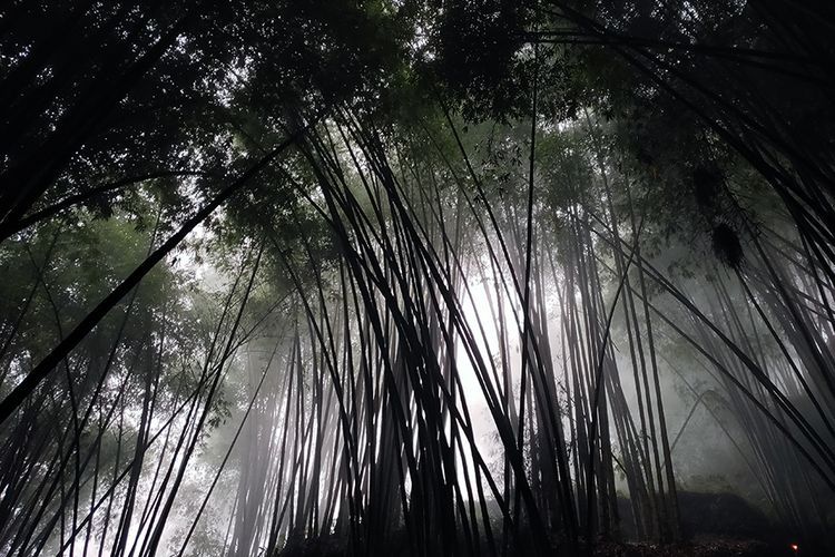 Hutan bambu di Dusun ToKumila, Toraja Utara (KOMPAS.COM/SRI ANINDIATI NURSASTRI)