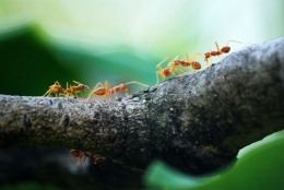 Ilustrasi semut | Foto oleh Poranimm Athithawatthee dari Pexels