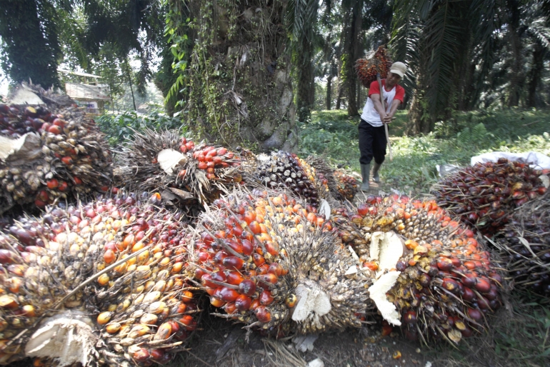 Buruh kerja memanen kelapa sawit di perkebunan kawasan Cimulang, Kabupaten Bogor, Jawa Barat, Selasa (10/9/2019). Foto: ANTARA FOTO/Yulius Satria Wijaya via Indonesia.go.id