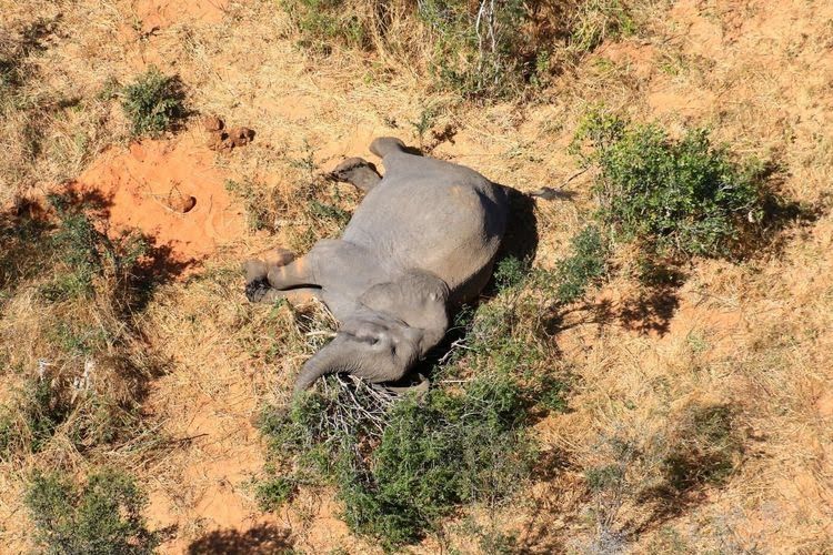 Gajah yang mati di Botswana - Handout via Reuters - Kompas.com