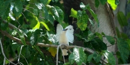 Ilustrasi: Burung Jalak Bali (Leucopsar rotschildi) | (KOMPAS/BAHANA PATRIA GUPTA)
