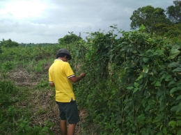 Saya, Juventini yang sedang memanen kacang panjang | Dokumentasi Pribadi