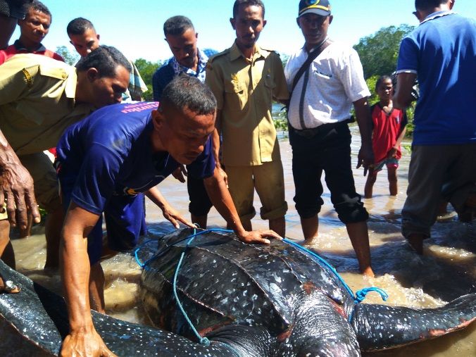 Penyu Belimbing tidak sengaja tertangkap nelayanSumber : https://www.mongabay.co.id/