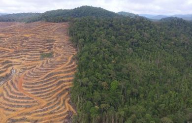 Potret hutan Kinipan di Kalimantan (sumber foto: https://tipstren.pojoksatu.id/baca/hampir-gundul-nasib-hutan-kinipan-di-kalimantan-semakin-menyedihkan)
