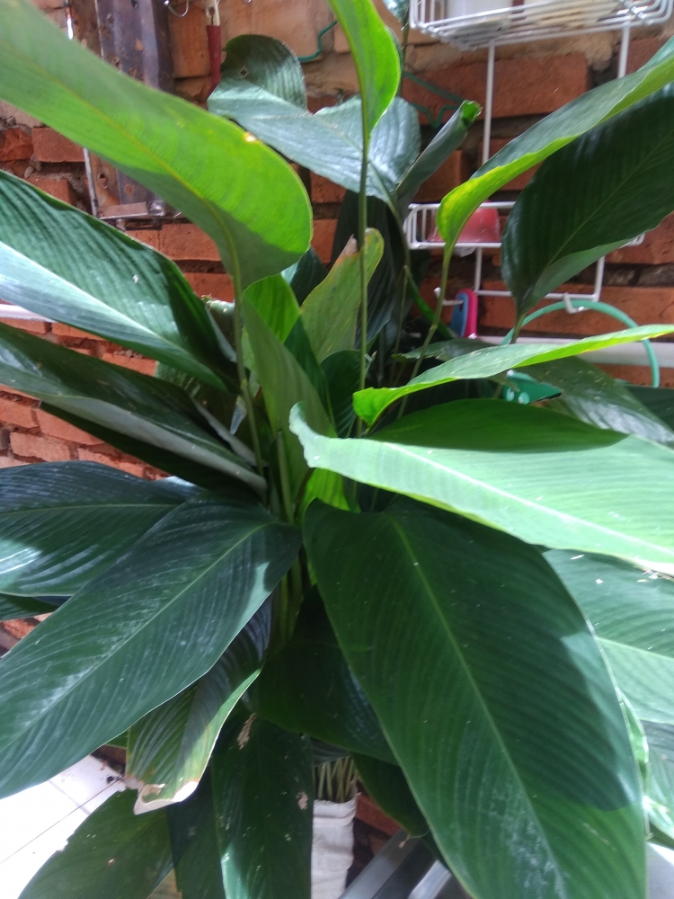 Nikmatnya Lontong Daun Lirik Hutan Halaman 1 - Kompasiana.com